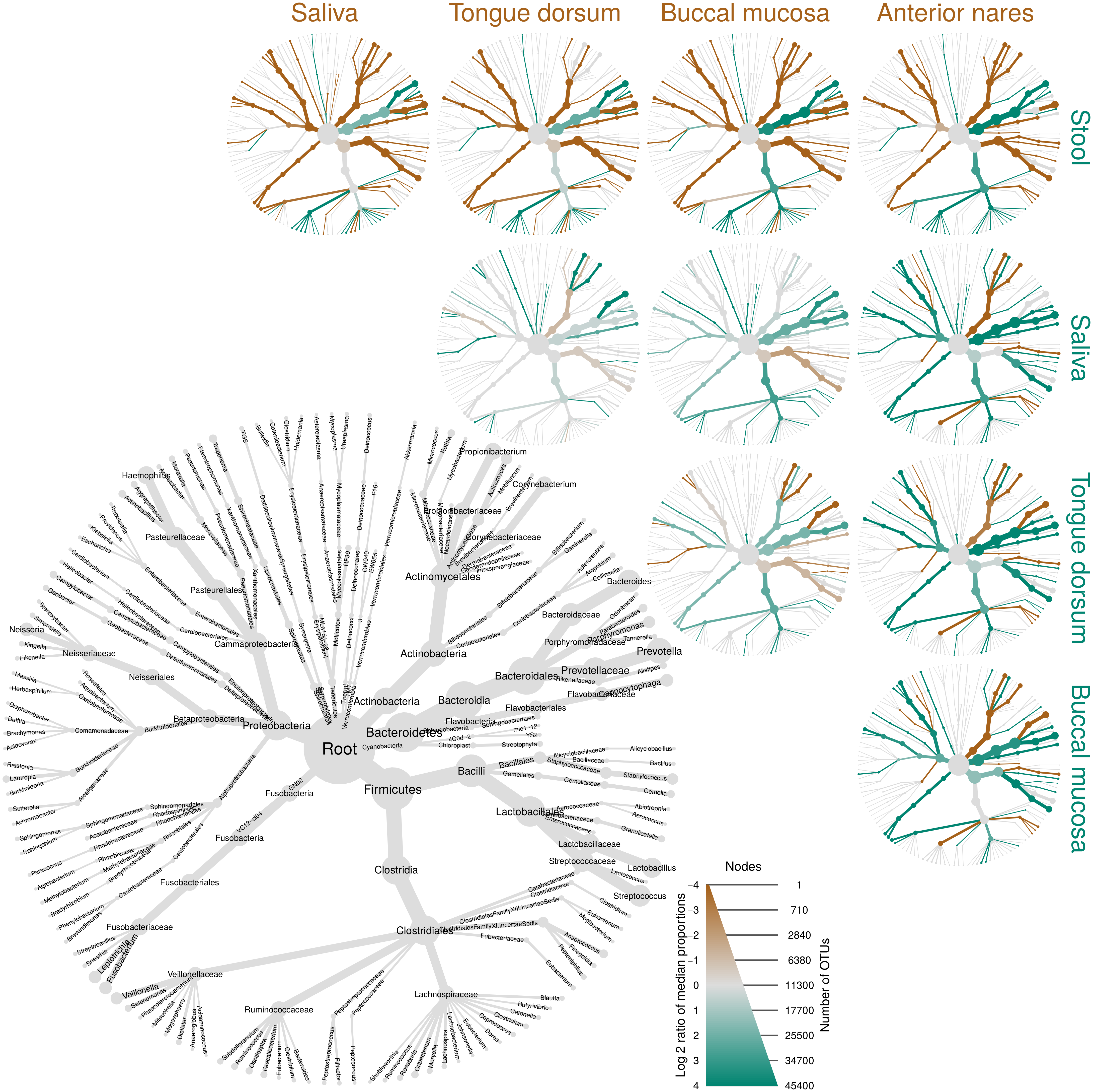 Heat-trees produced with our metacoder R package