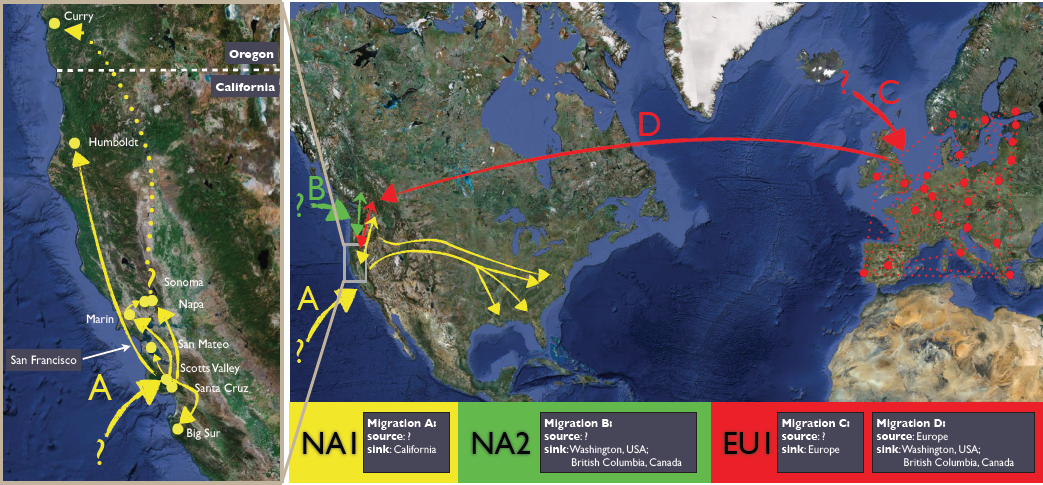 Emergence of Phytophthora ramorum